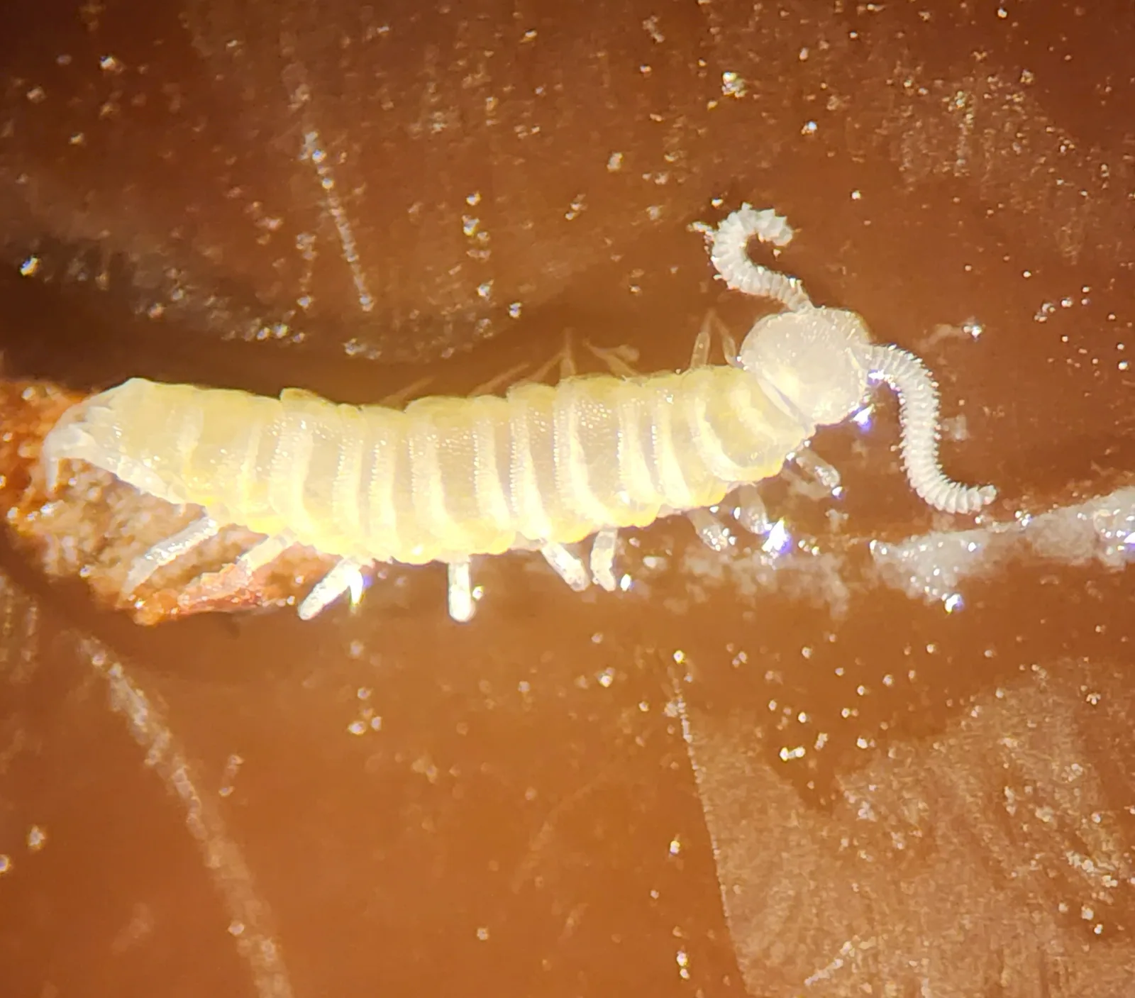 Garden Centipede