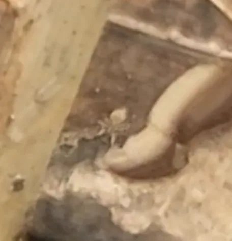 Ghost Ant