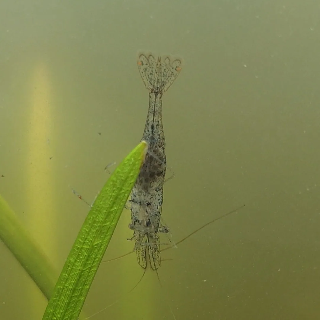 Primary species profile image for Ghost Shrimp (Palaemon paludosus) in miniBIOTA.