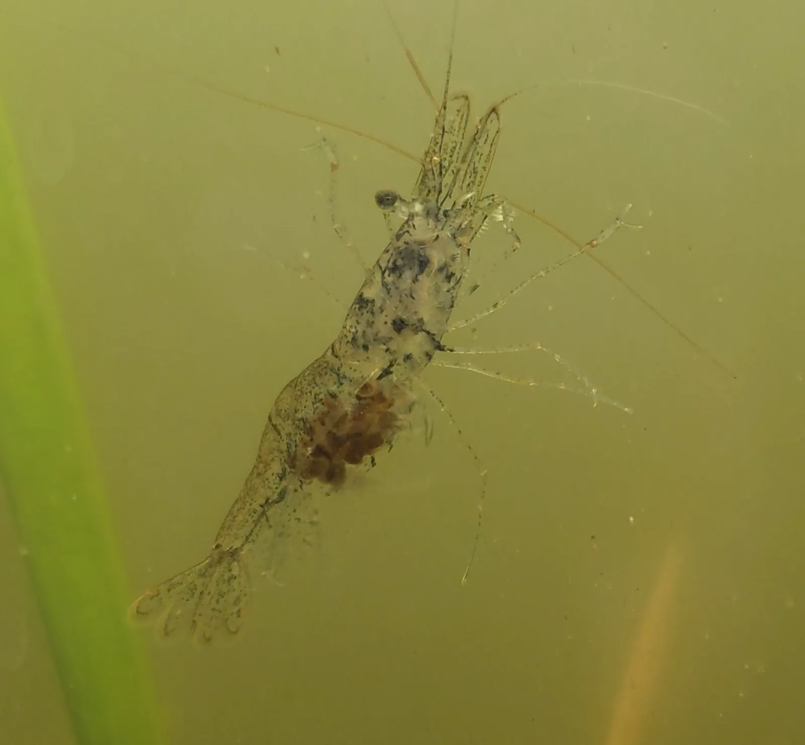 Ghost Shrimp