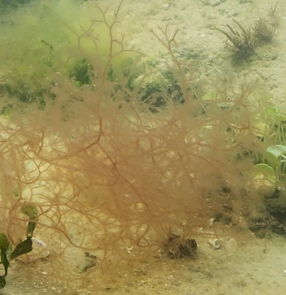 Graceful redweed