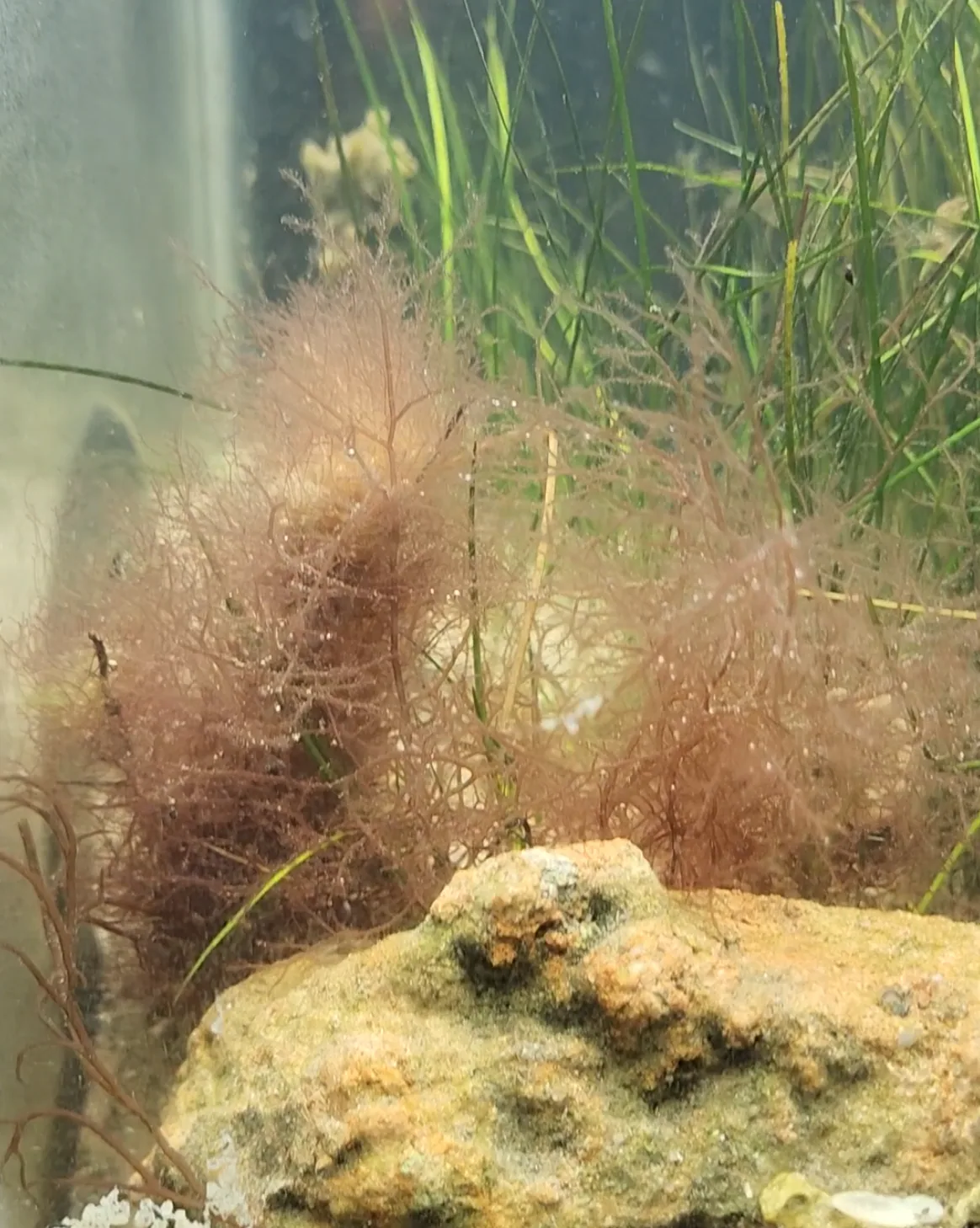 Graceful redweed