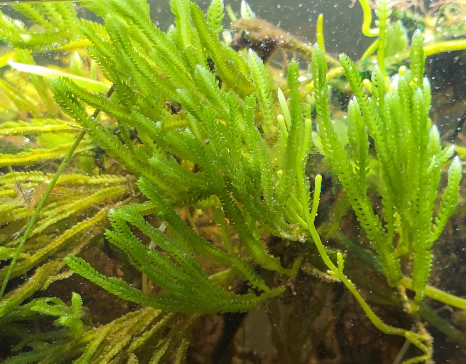 Green Feather Alga Hero image pending review.