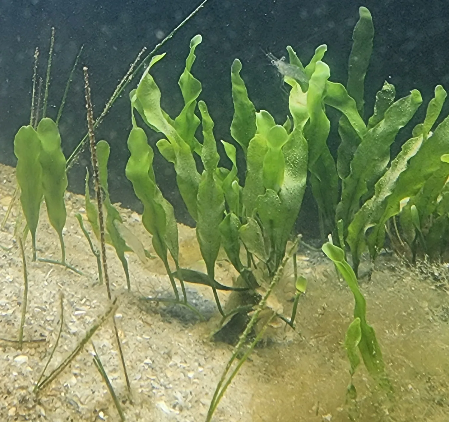 Green Feather Algae Hero image pending review.