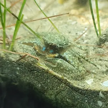 Primary species profile image for Green Porcelain Crab (Petrolisthes armatus) in miniBIOTA.