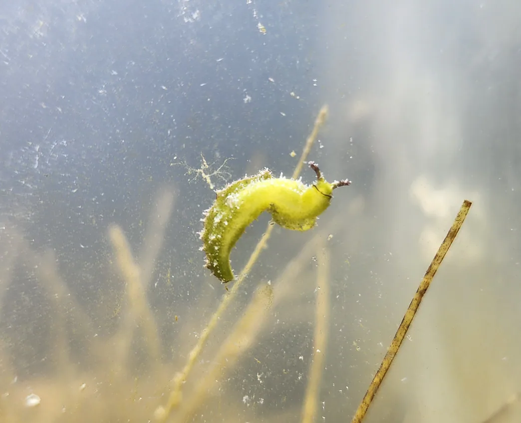 Green Sea Slug