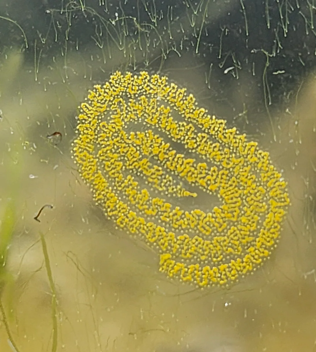 Green Sea Slug