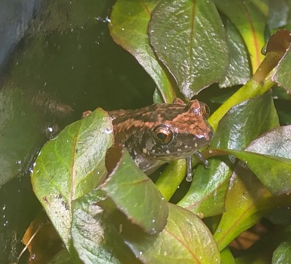 Greenhouse Frog