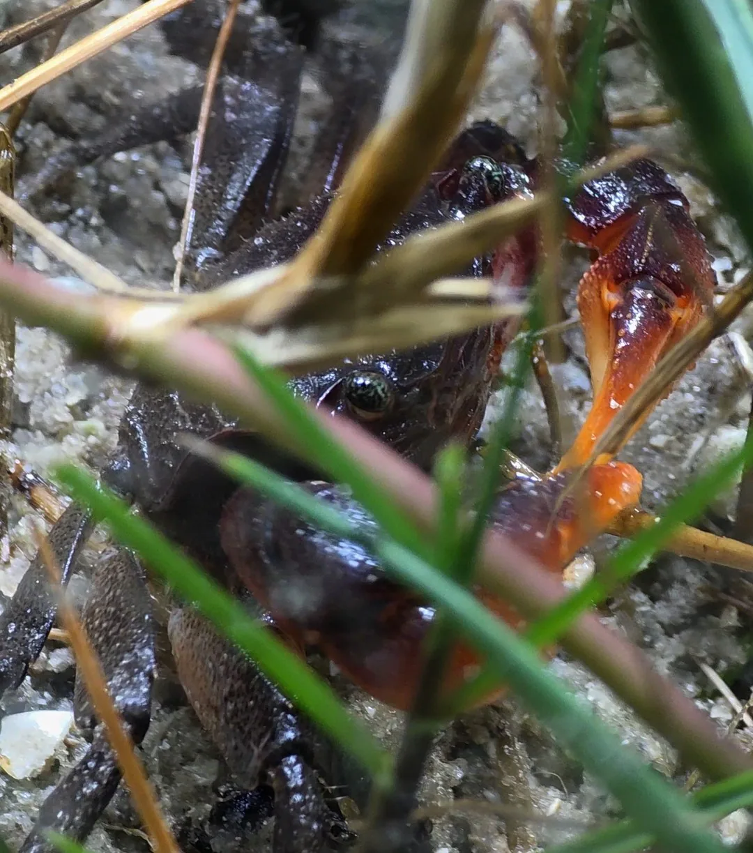 Gulf marsh crab observed in the miniBIOTA Marine Shore habitat. Species profile: Gulf marsh crab (Sesarma schubarti).