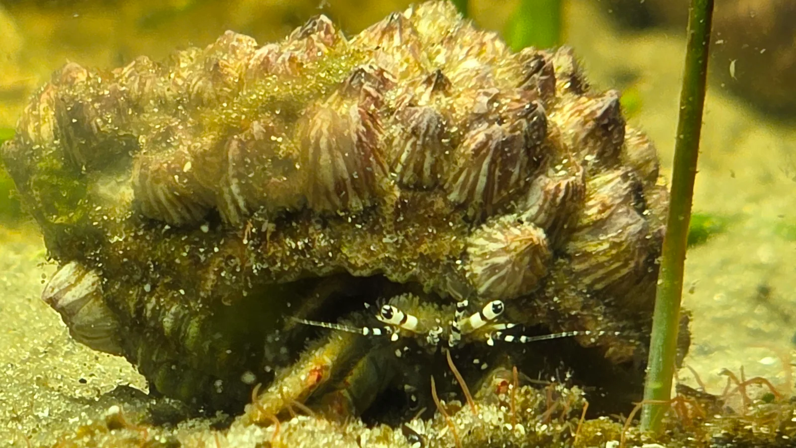 Hairy Hermit Crab