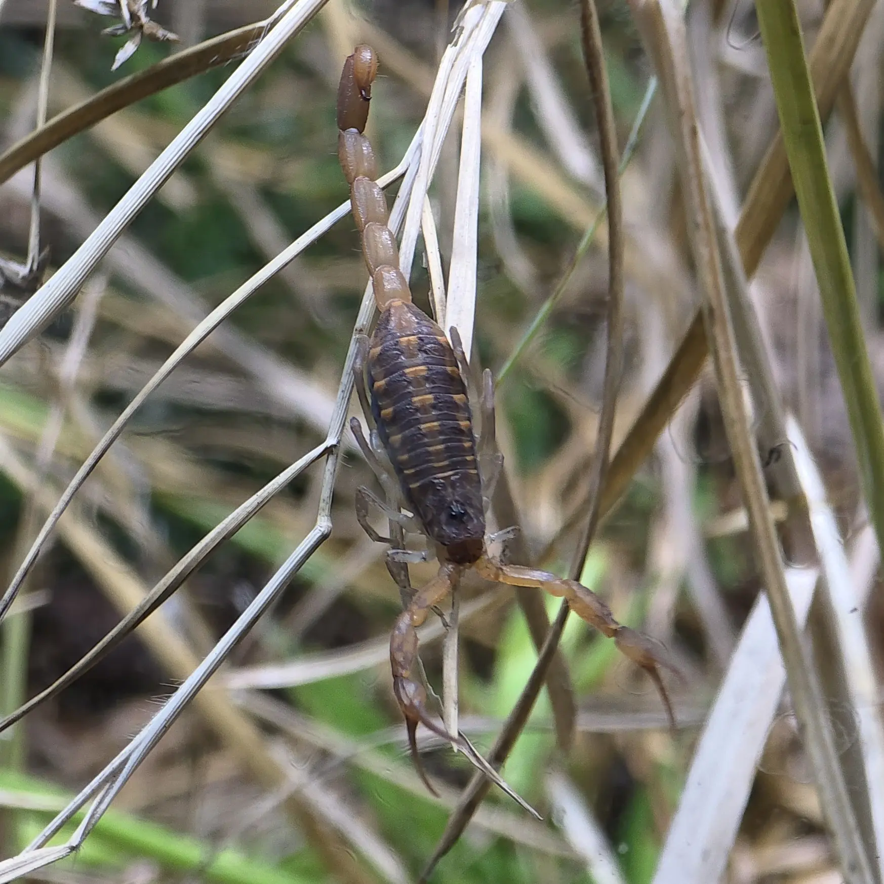 Primary species profile image for Hentz striped Scorpion (Centruroides hentzi) in miniBIOTA.