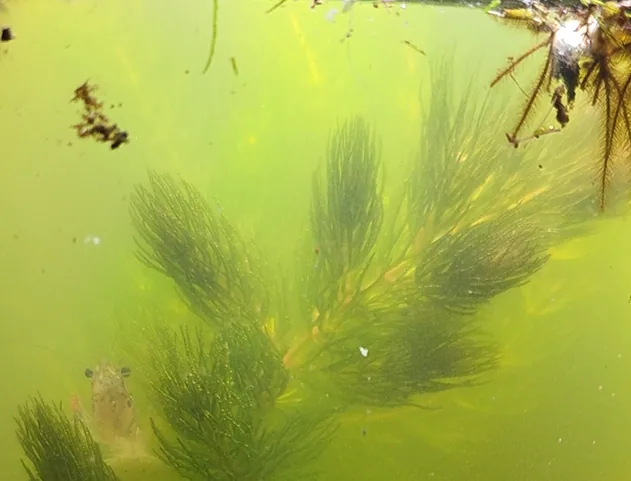 Hornwort