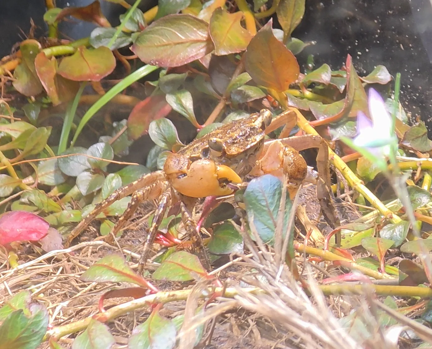 Humic Marsh Crab