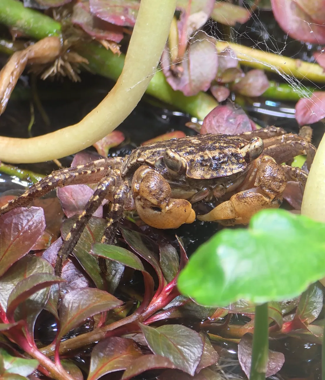 Humic Marsh Crab
