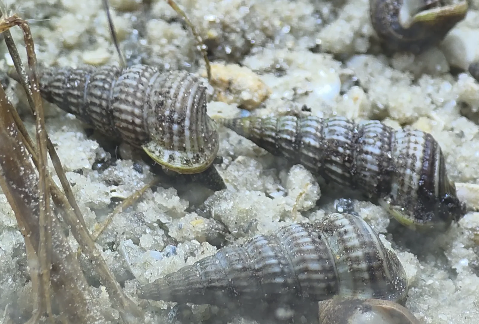 Ladder Hornsnail