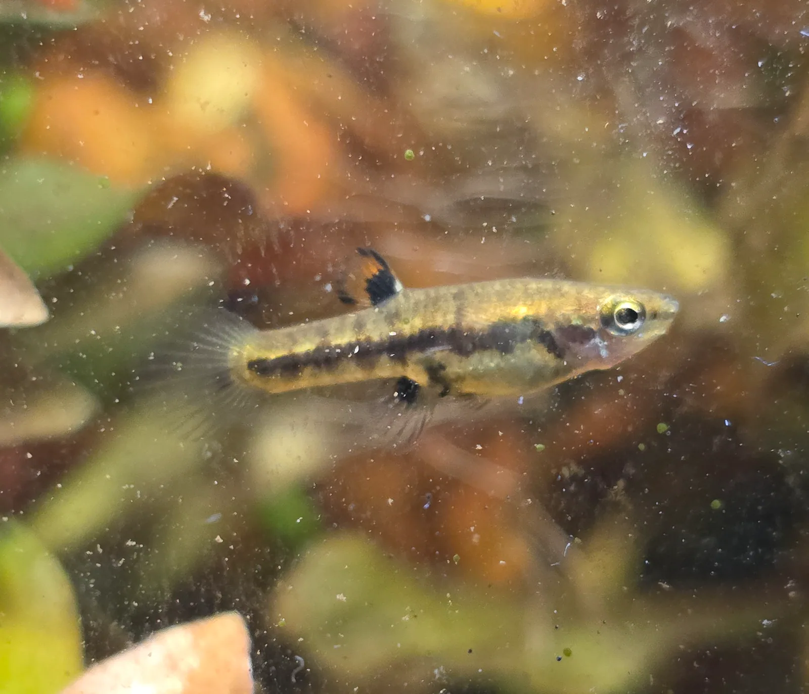 Least Killifish