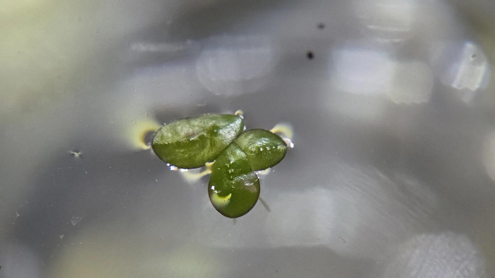 Lesser Duckweed Hero image pending review.