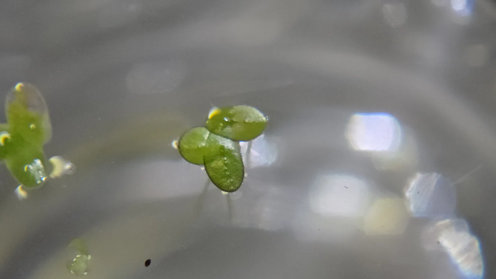 Lesser Duckweed Hero image pending review.