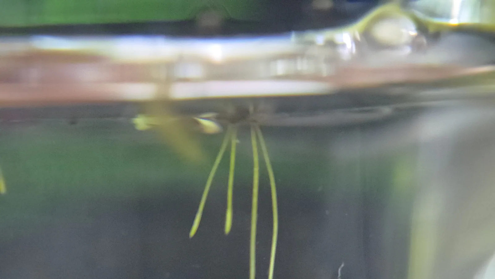 Lesser Duckweed Hero image pending review.