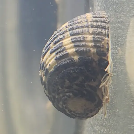 Primary species profile image for Lightning Nerite (Nerita fulgurans) in miniBIOTA.