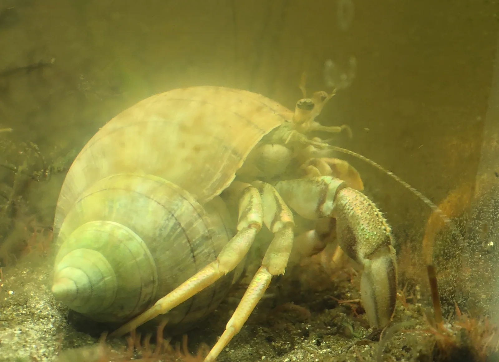 Long-claw Hermit Crab