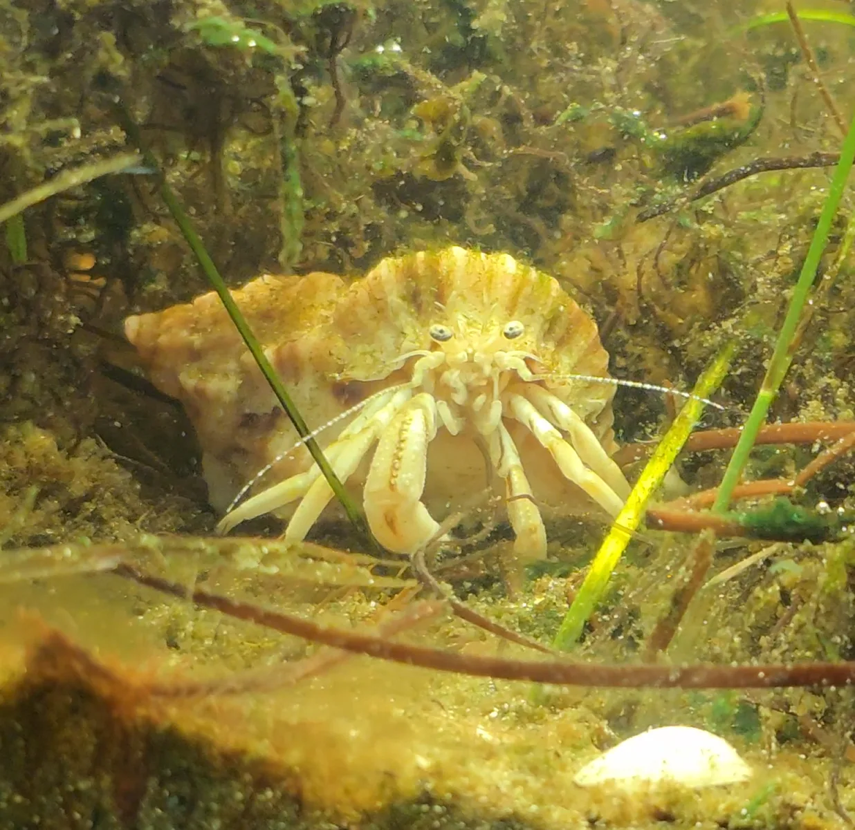 Long-claw Hermit Crab