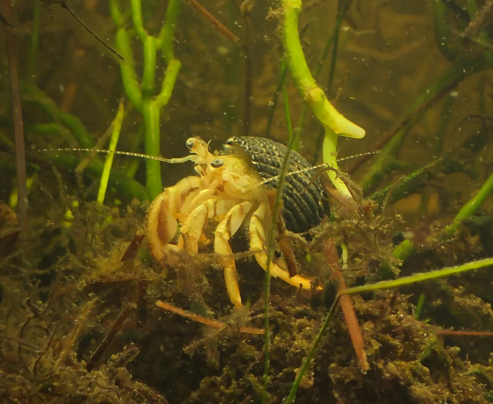 Long-claw Hermit Crab