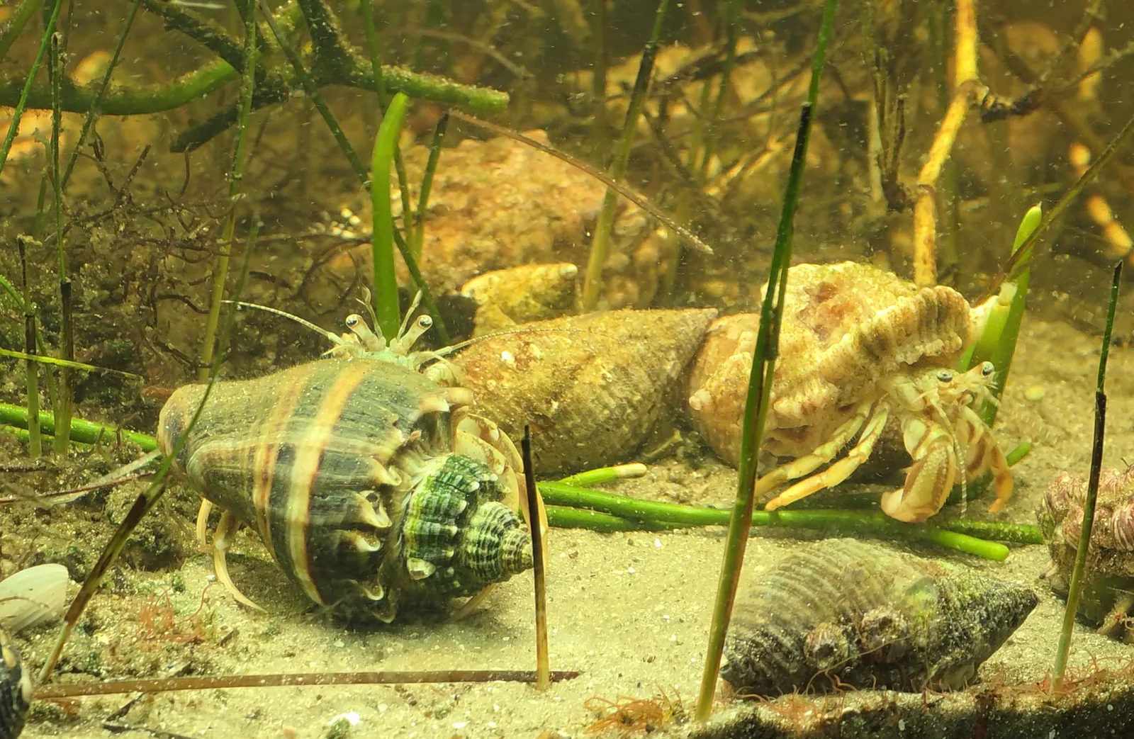 Long-claw Hermit Crab