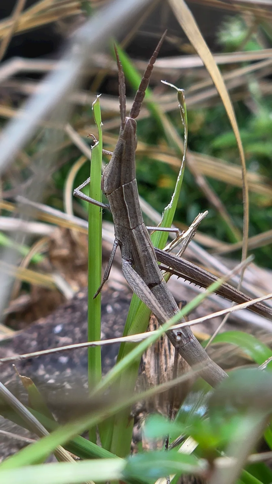 Long-headed Toothpick Grasshopper
