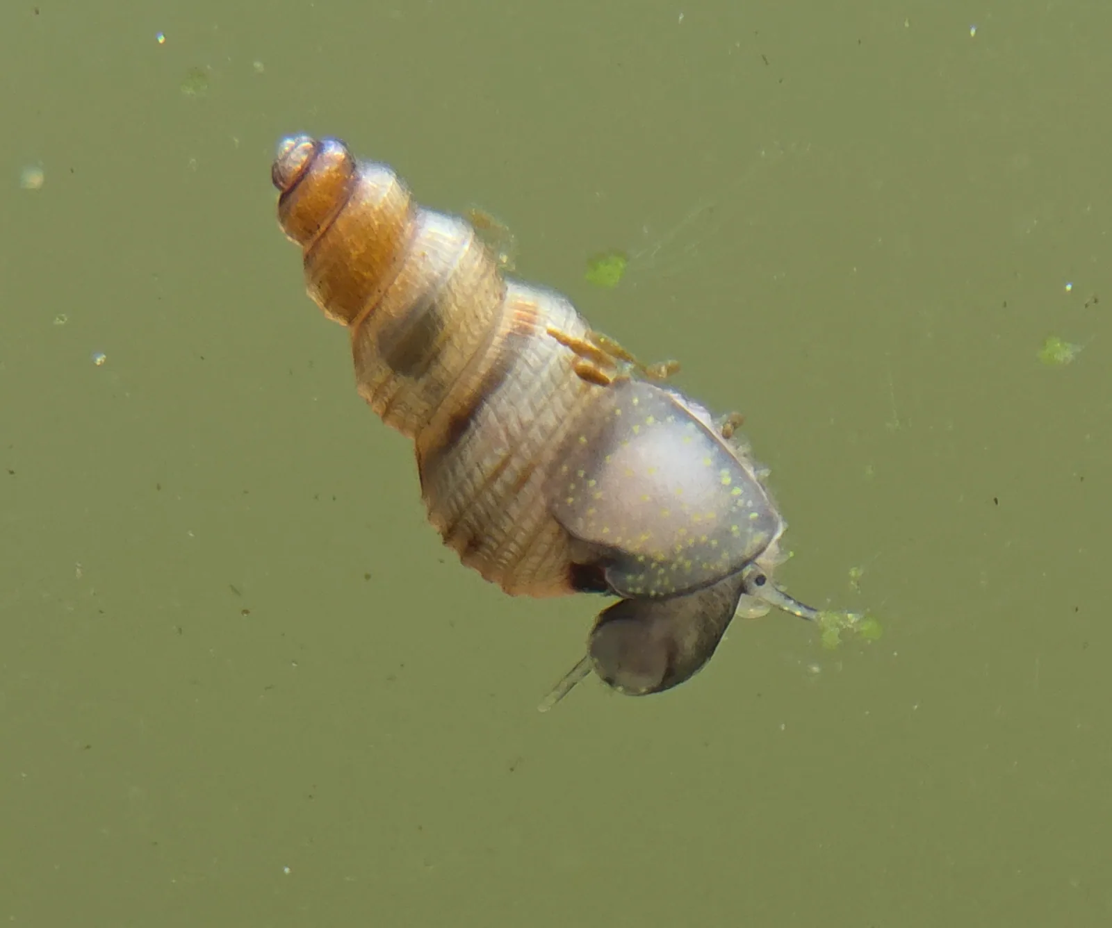 Malaysian trumpet snail Hero image pending review.