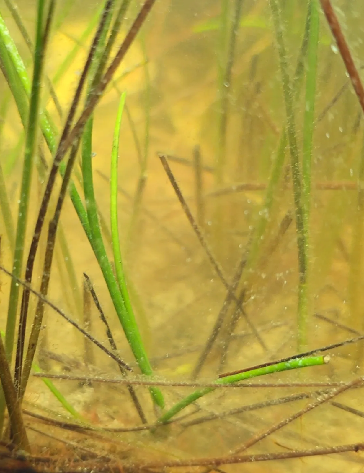 Manatee Grass