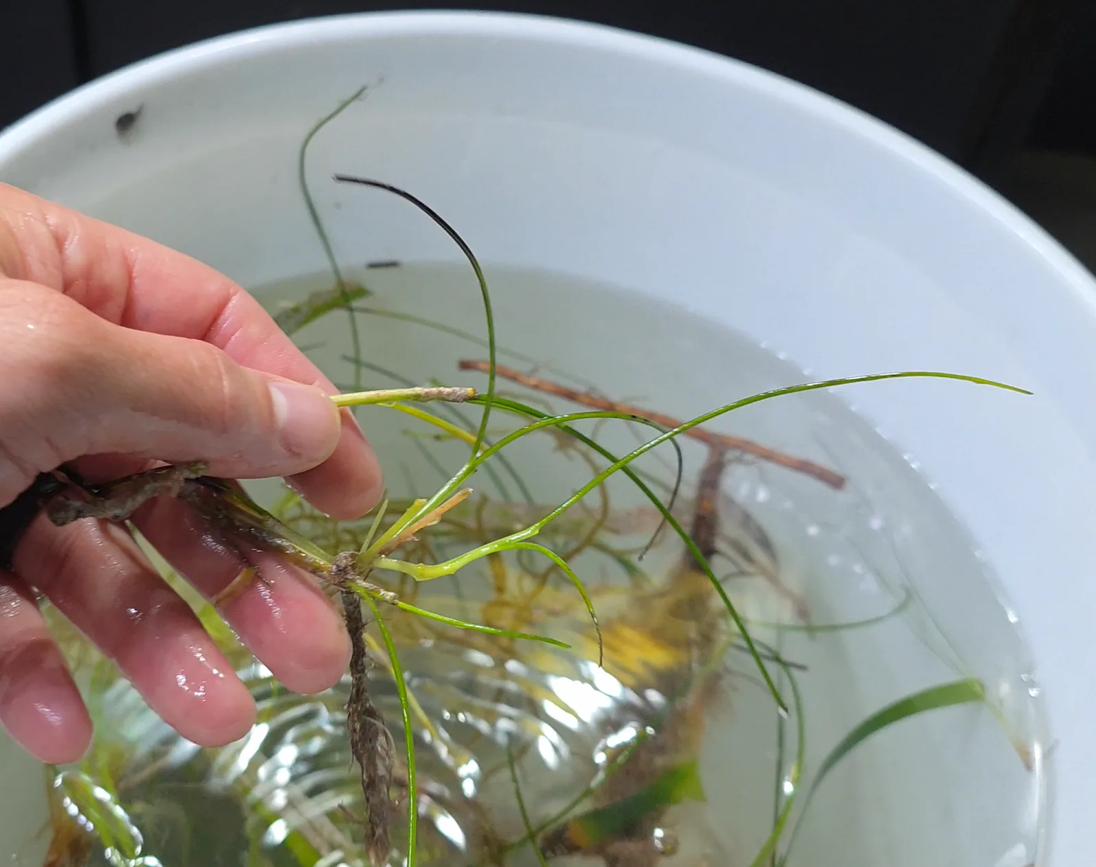Manatee Grass