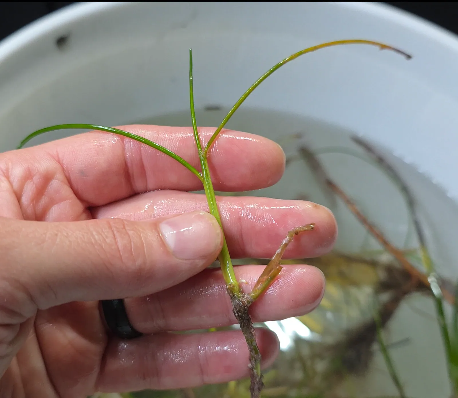 Manatee Grass