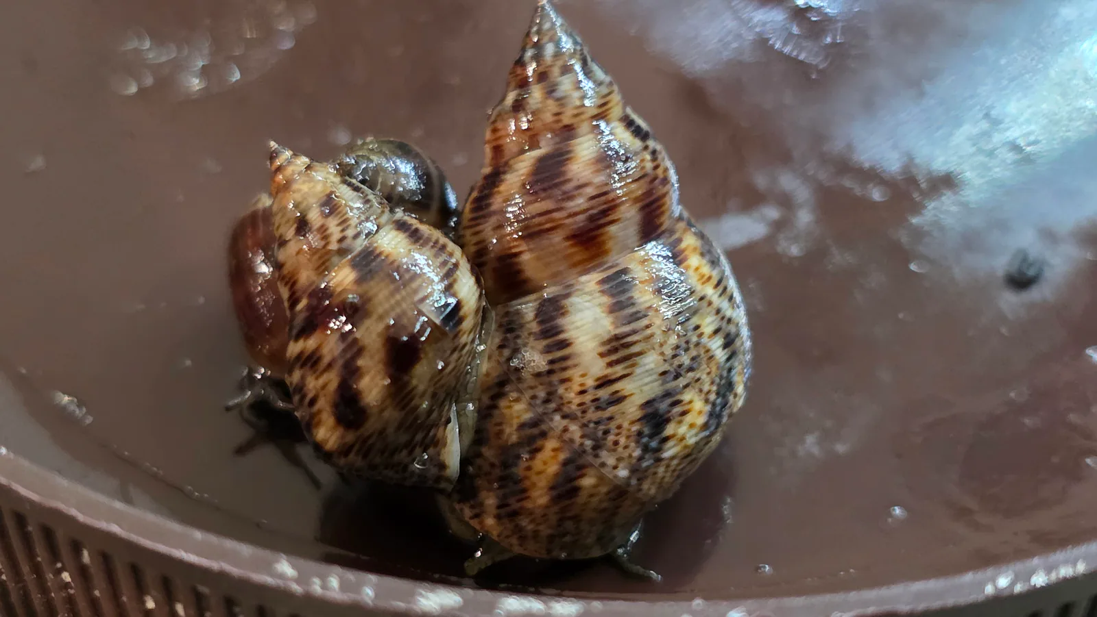 Mangrove Periwinkle
