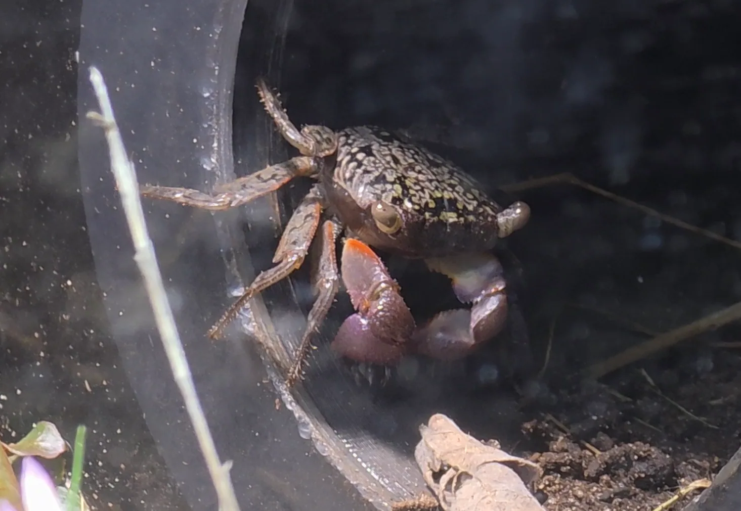 Mangrove Tree Crab