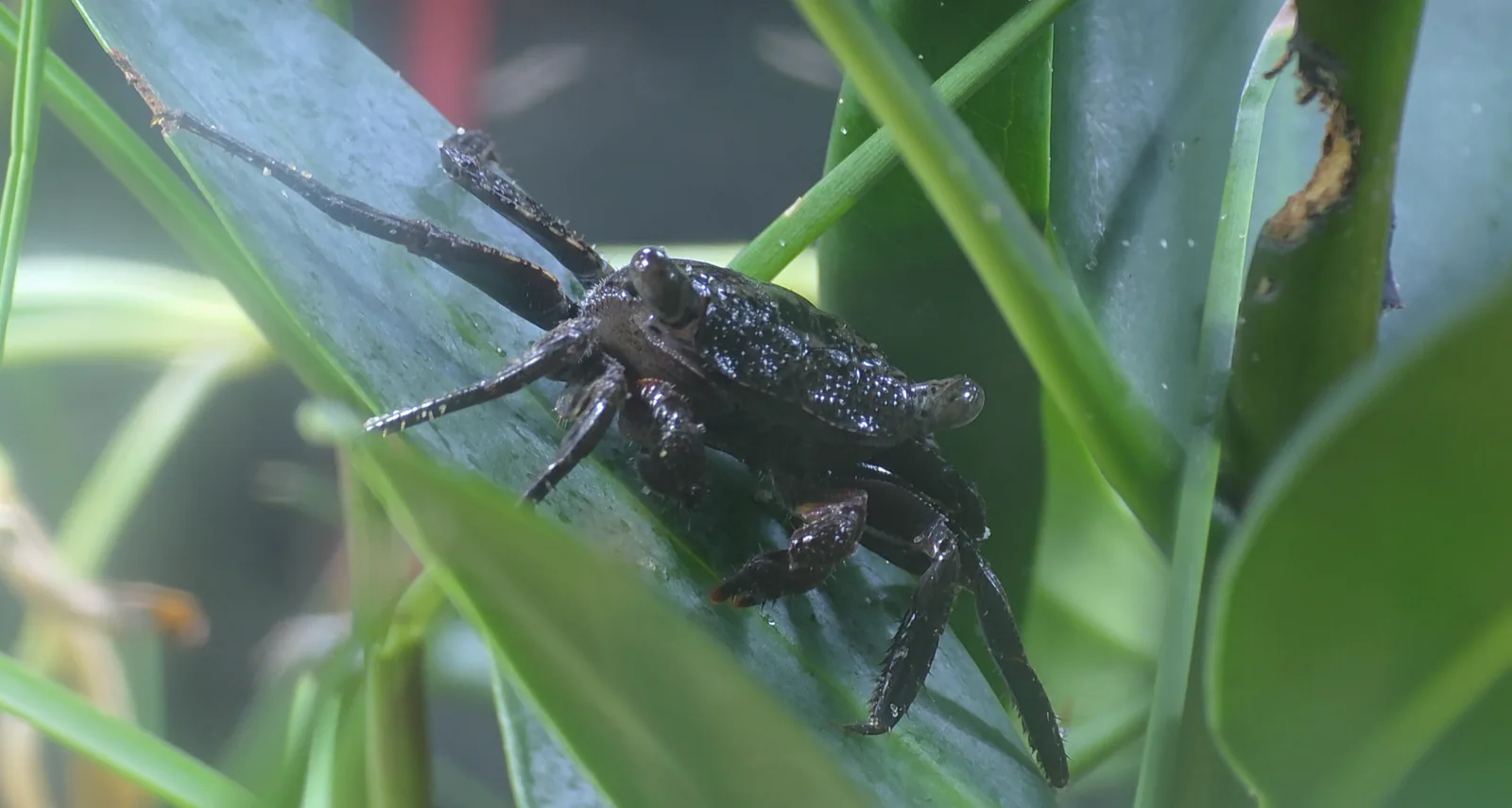 Additional species gallery photo for Mangrove Tree Crab (Aratus pisonii) in miniBIOTA.