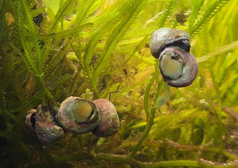 Margarita Snail