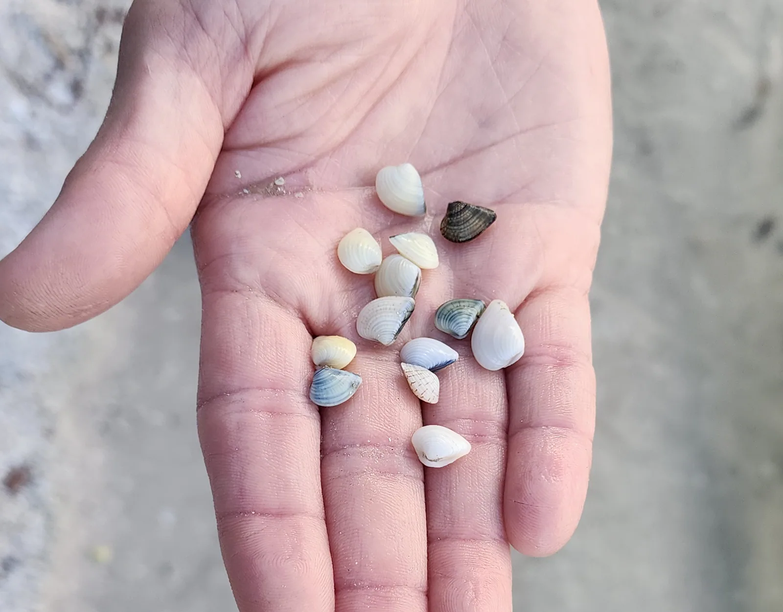 Marine Clam