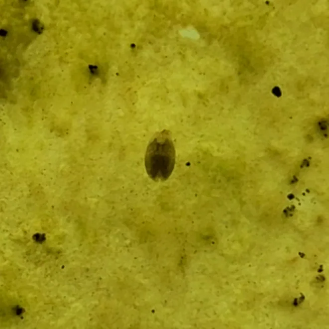 Marine Seed Shrimp