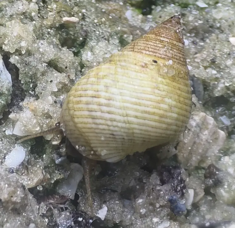 Primary species profile image for Marsh Periwinkle (Littoraria irrorata) in miniBIOTA.