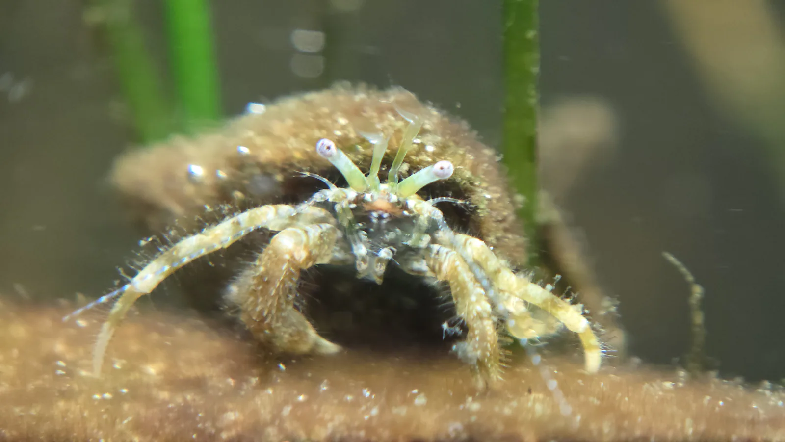 McLaughlin's hermit crab Hero image pending review.