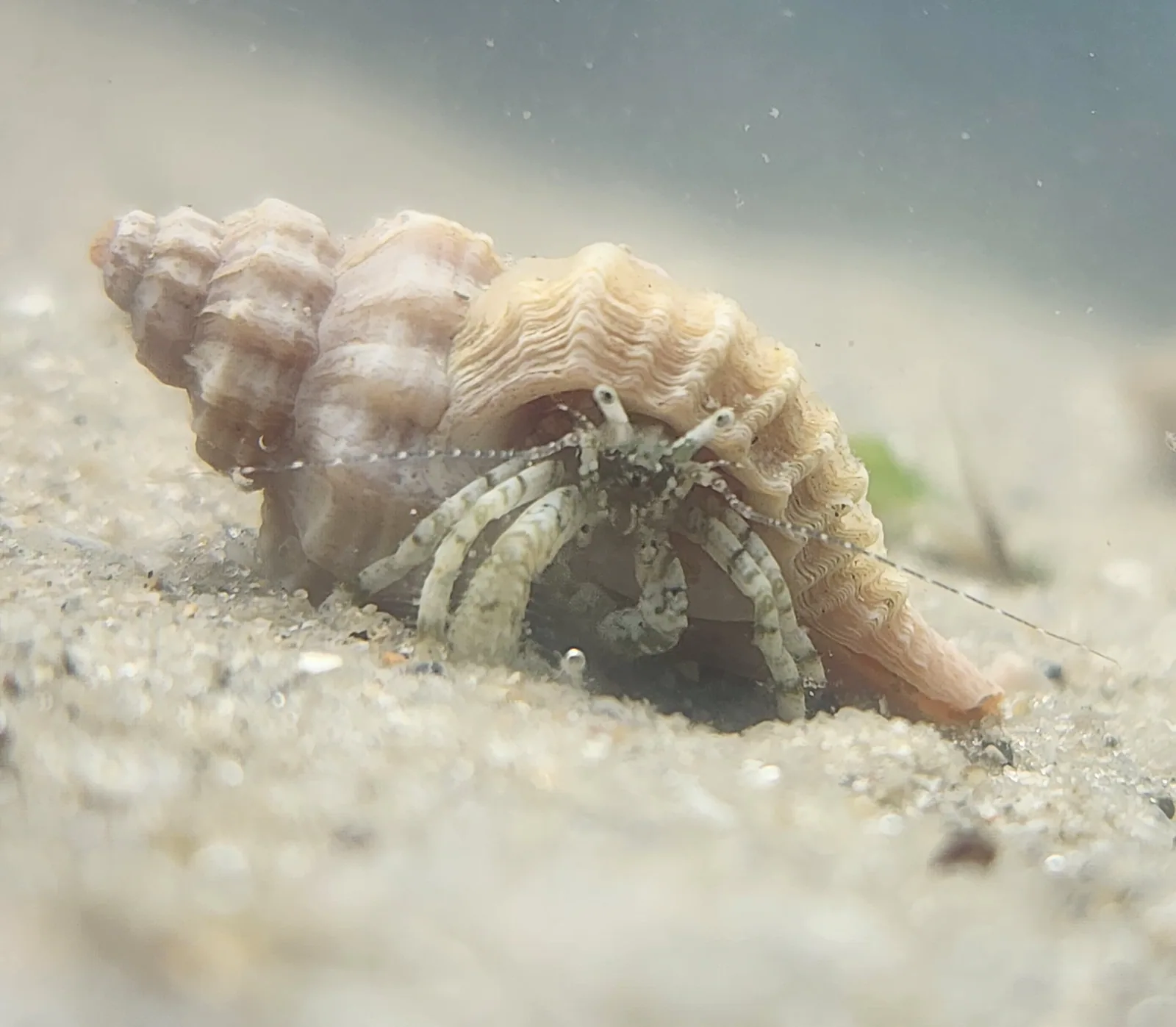 McLaughlin's hermit crab Hero image pending review.