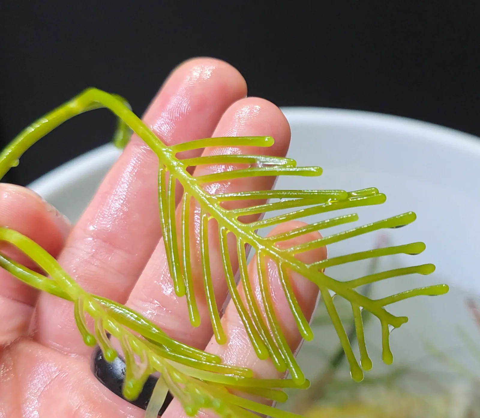 Megafern Feather Alga Hero image pending review.