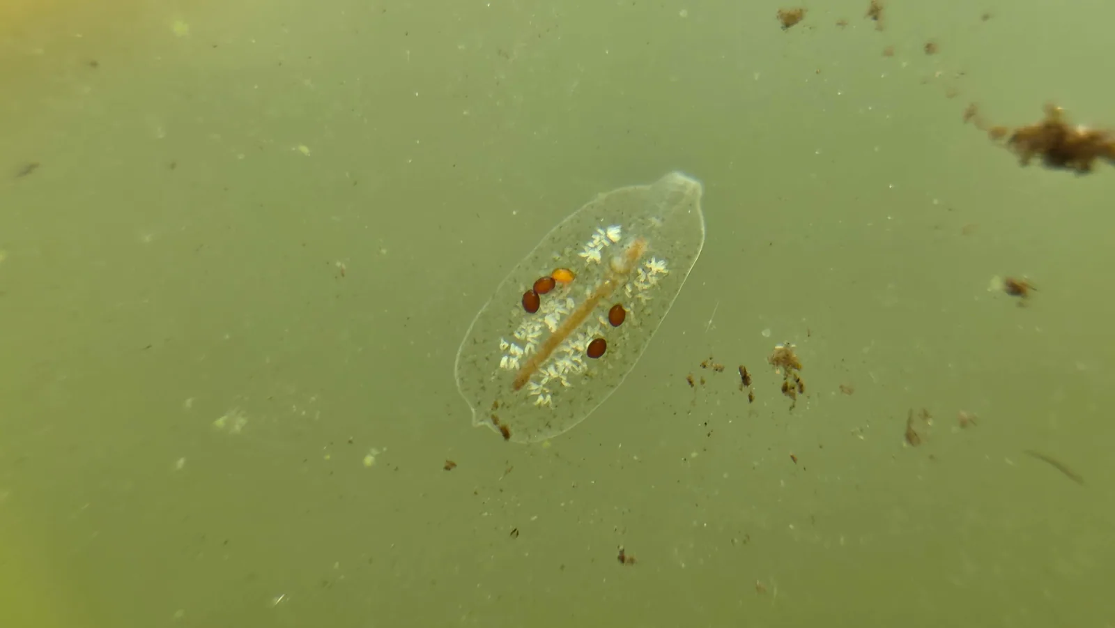 Mesostoma Flatworm