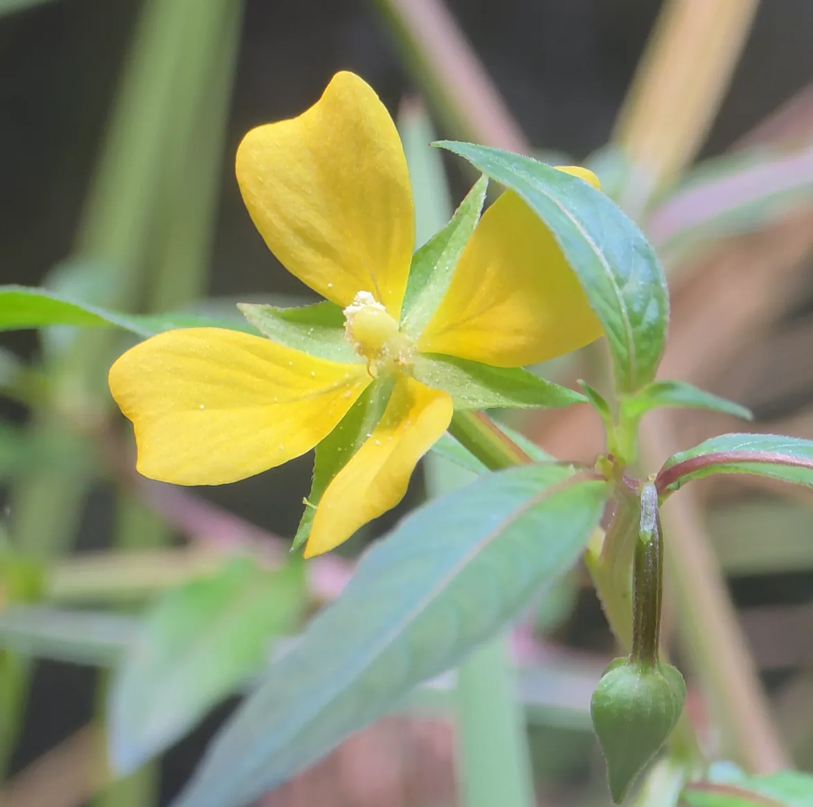 Mexican primrose willow flower in bloom, with green leaves and a closed bud beside it.