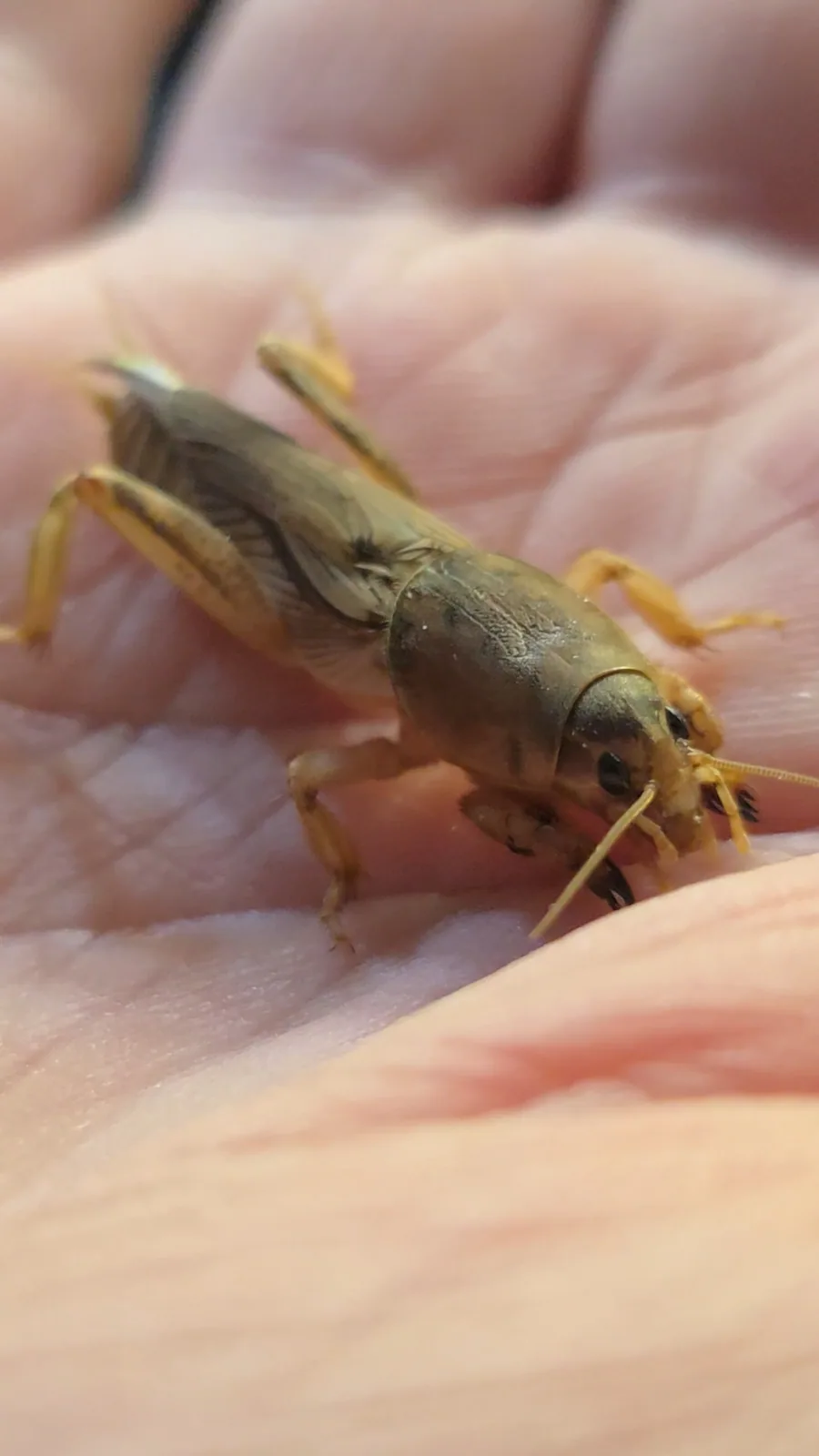 Primary species profile image for Mole Cricket (Family - Gryllotalpidae) in miniBIOTA.