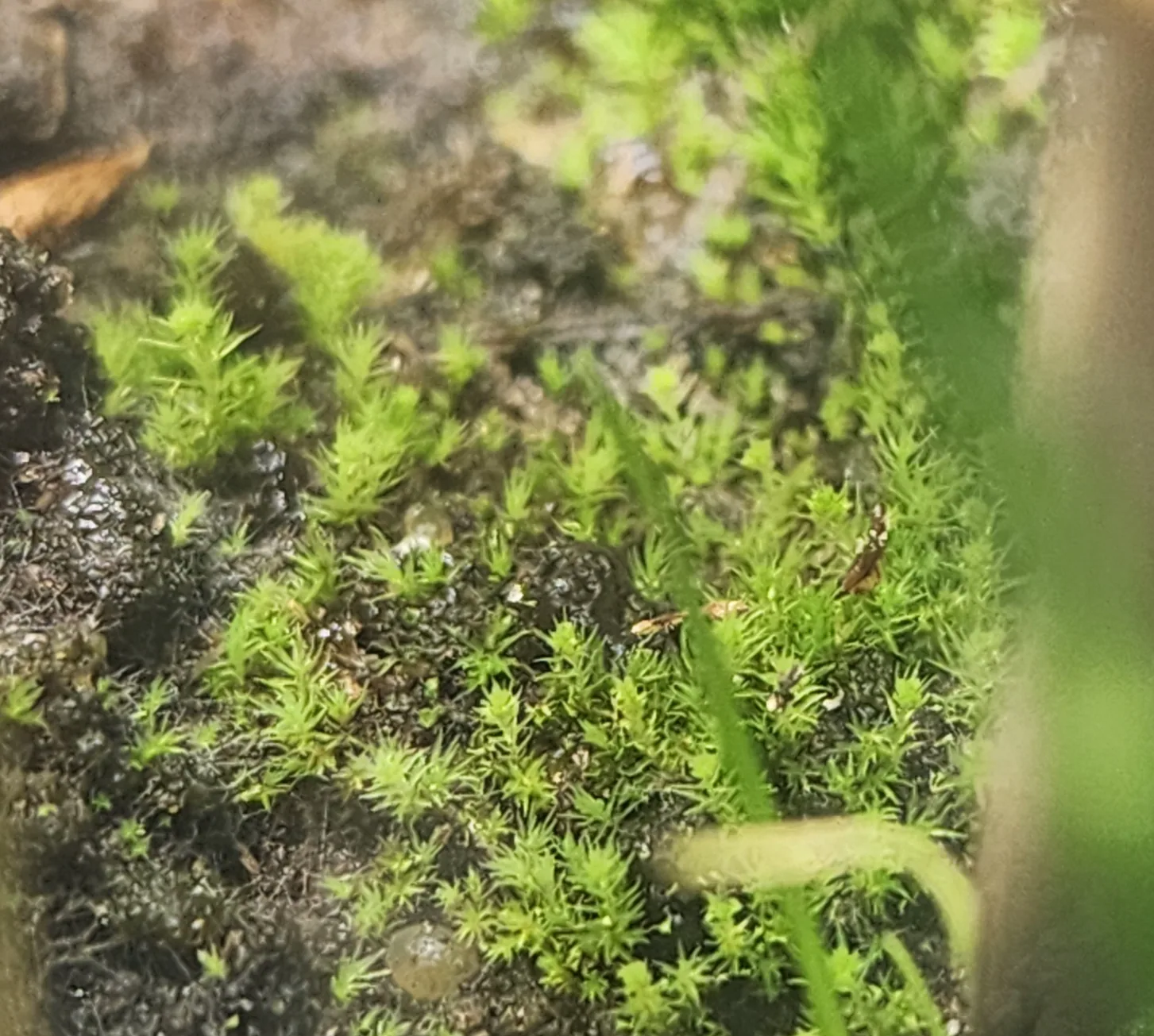 Moss