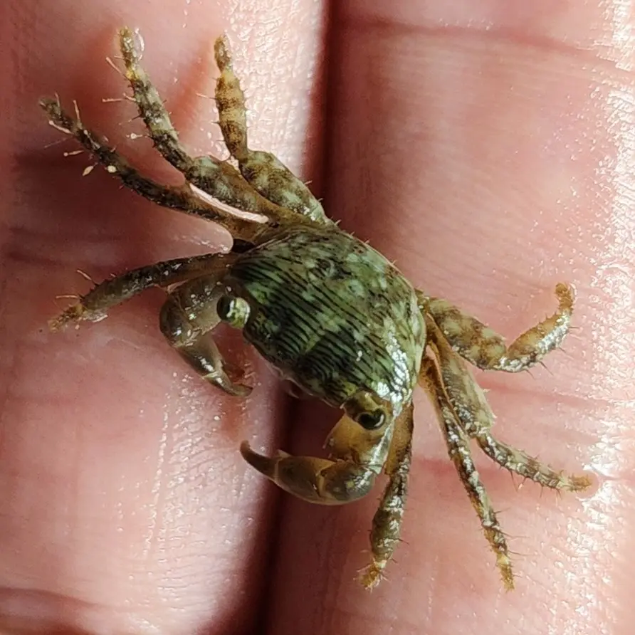 Primary species profile image for Mottled Shore Crab (Pachygrapsus transversus) in miniBIOTA.