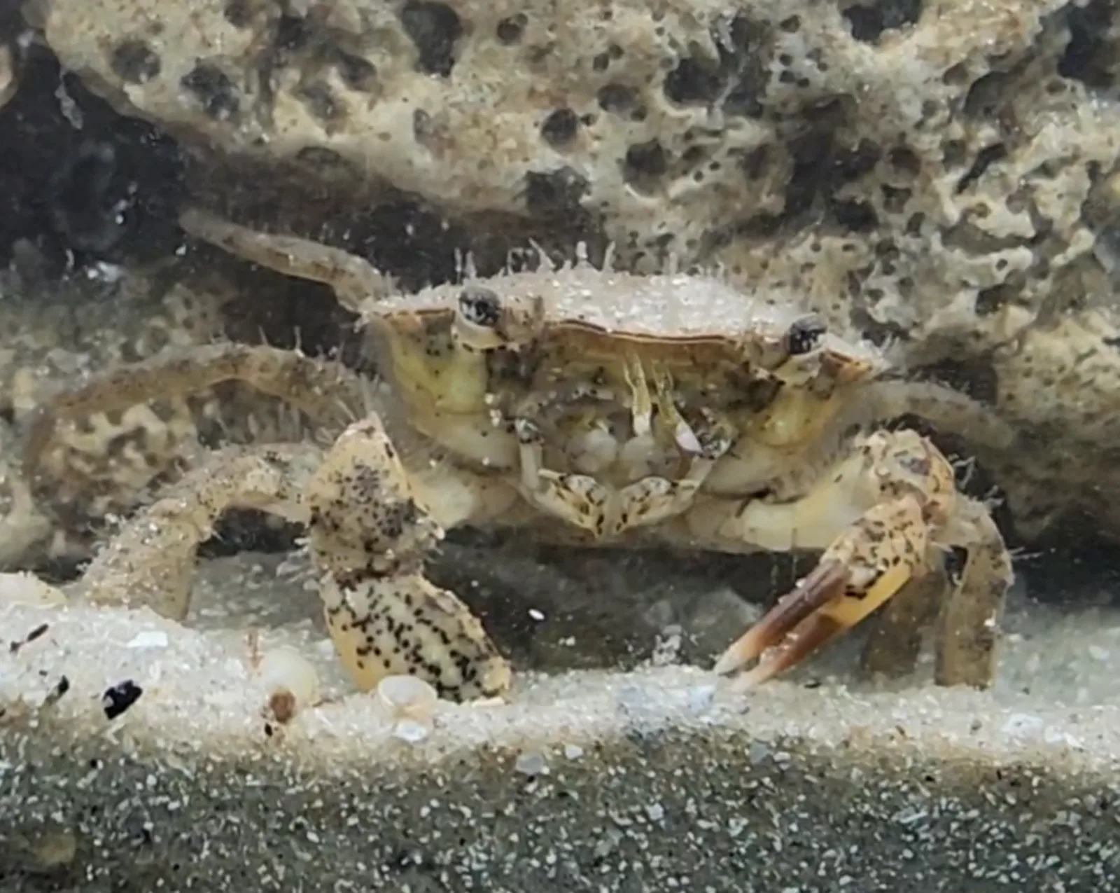 Mud Crab Hero image pending review.