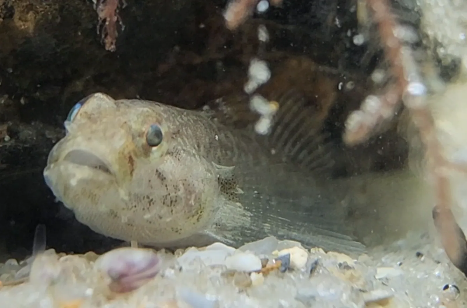 Naked Goby Hero image pending review.